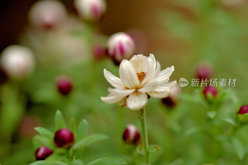 罗丹花花药/洋甘菊阳光/纸雏菊